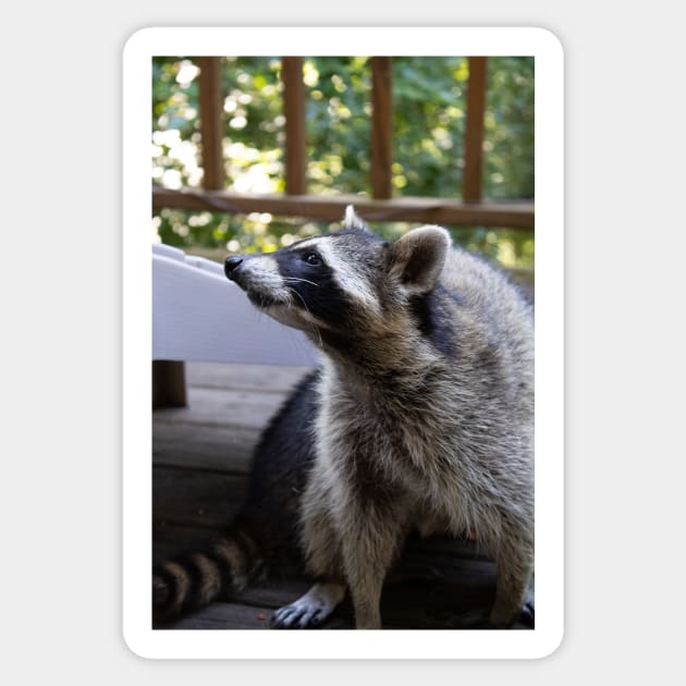 Raccoon Portrait Sticker by astonishingemma